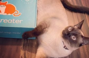 pet treater cat box review