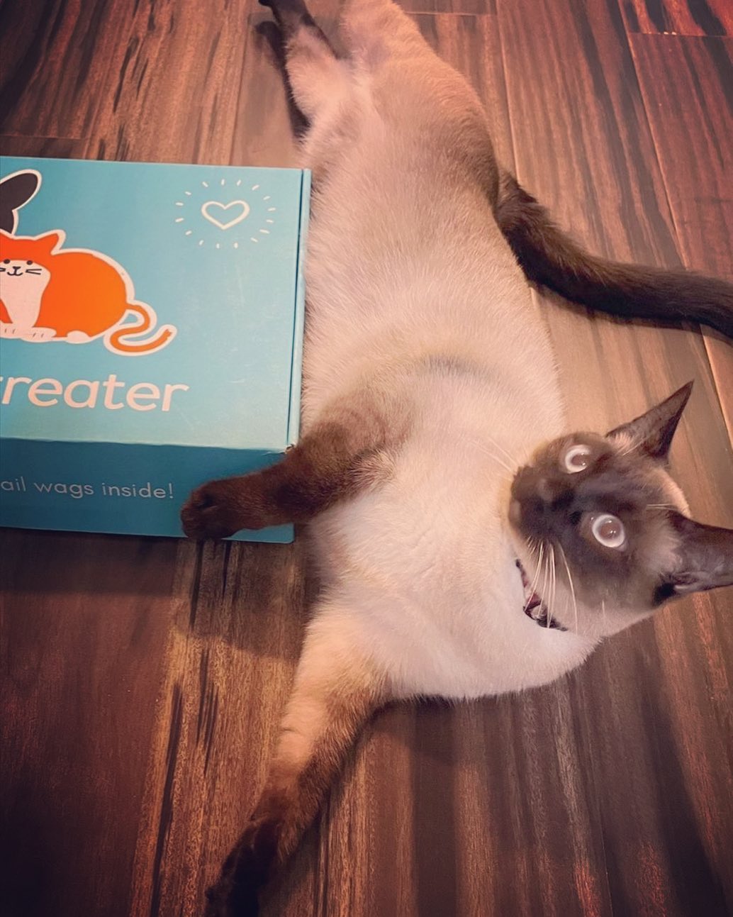 pet treater cat box review