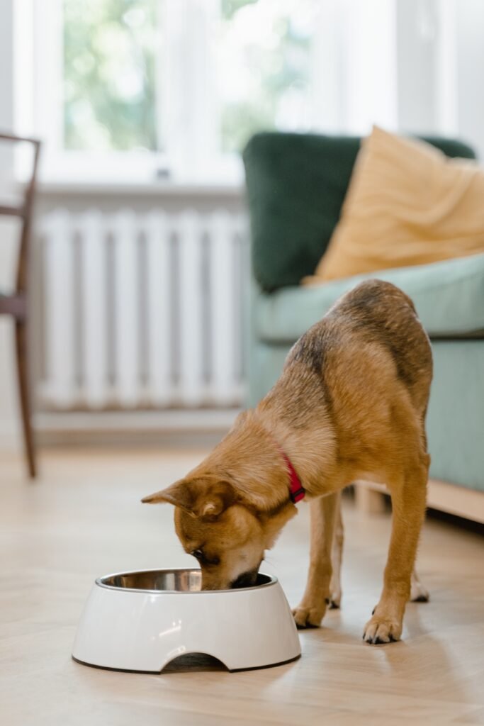 pet plate dog food reviews