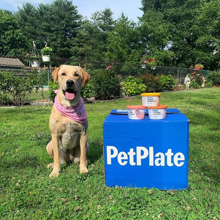 pet plate reviews