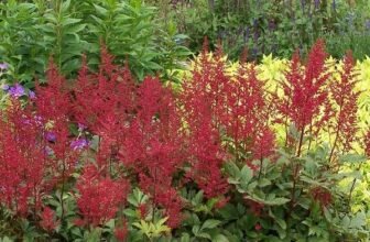 long flowering red perennials