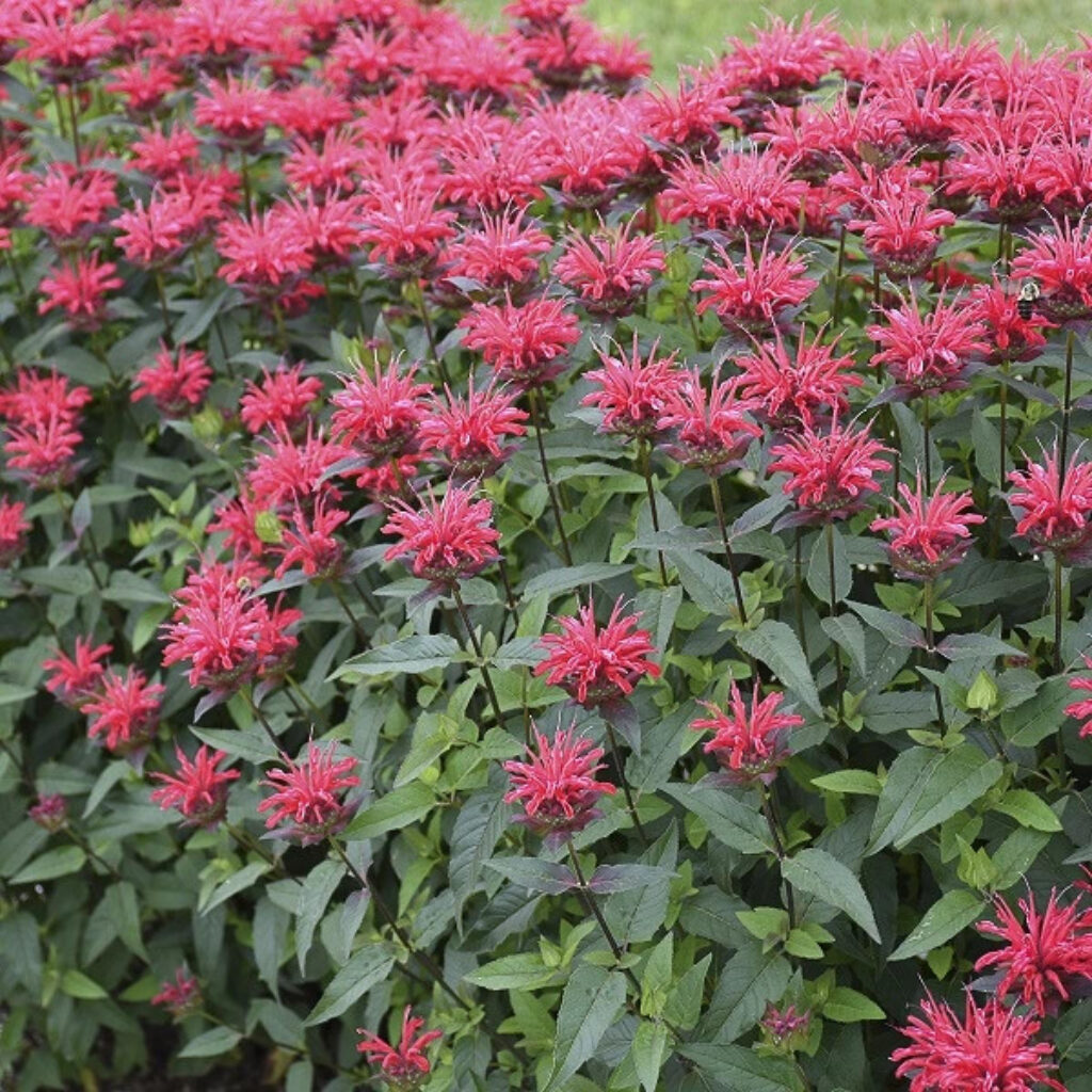 long flowering red perennials