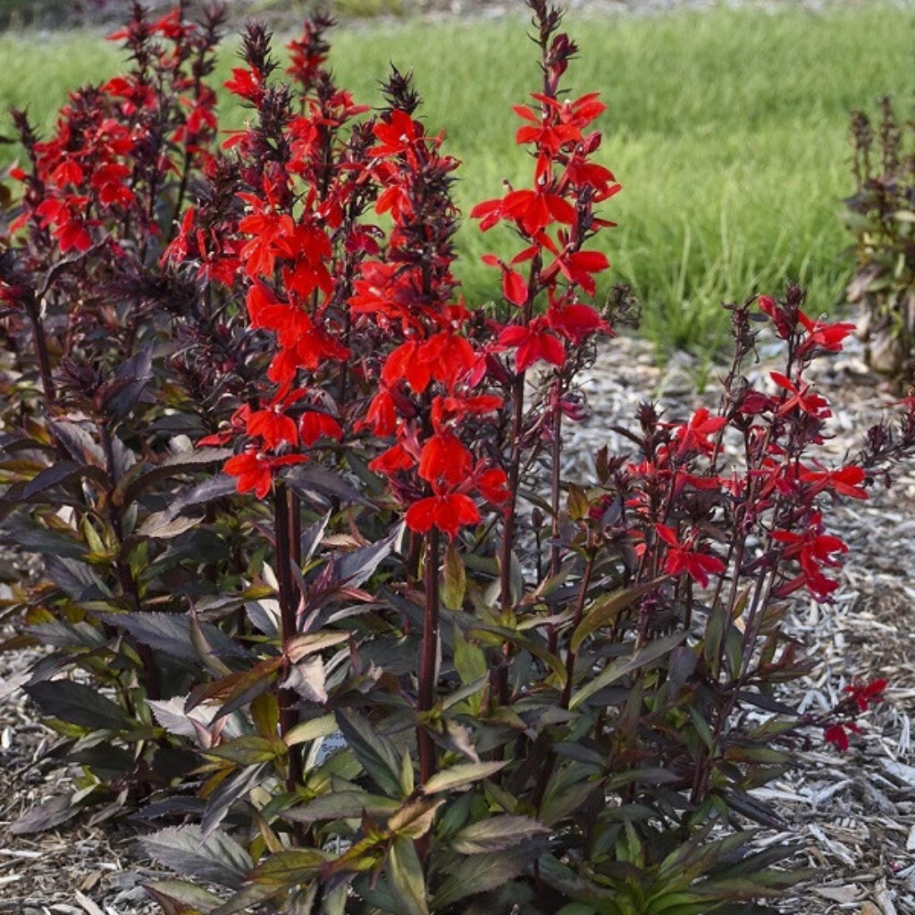 long flowering red perennials