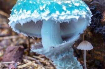 malama mushrooms review