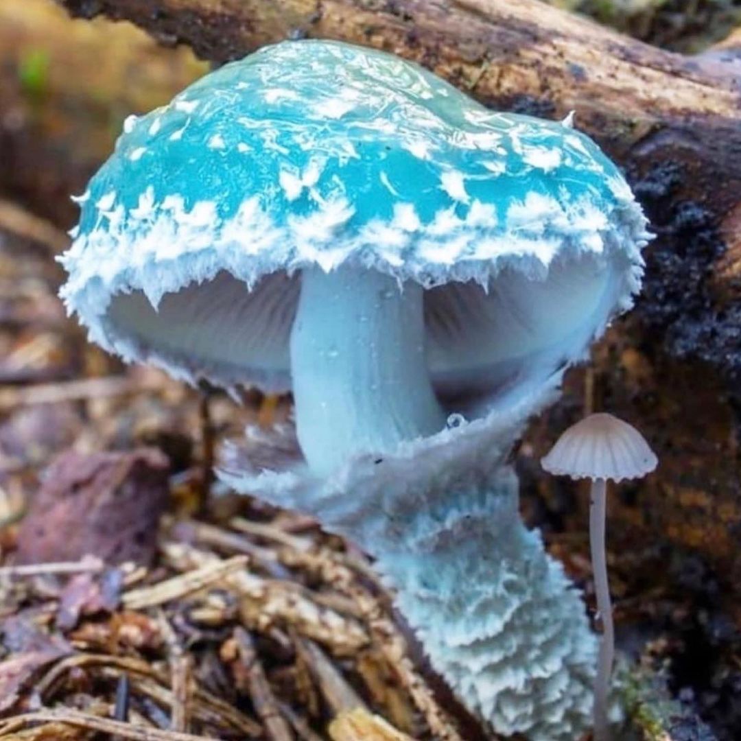 malama mushrooms review