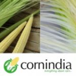 Profile picture of CornIndia
